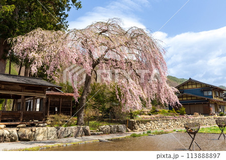 青屋名神神社のピンクの枝垂桜 113888897