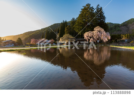 夕暮れ時の青屋名神神社の枝垂桜 113888898