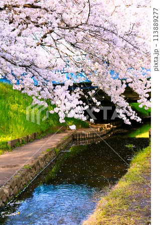 川沿いに咲く桜 113889277