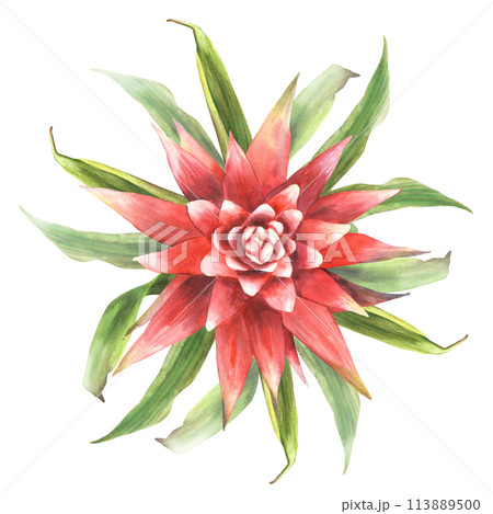 Tropical bromeliad flower, home plant, leaves. House plants exotic red bromeliaceae bud, iungle tropical floral Clipart. Watercolor hand drawn illustration for card print. Isolated white background.  113889500