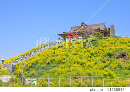 「青森県」菜の花咲く春の蕪島　八戸市 113889524