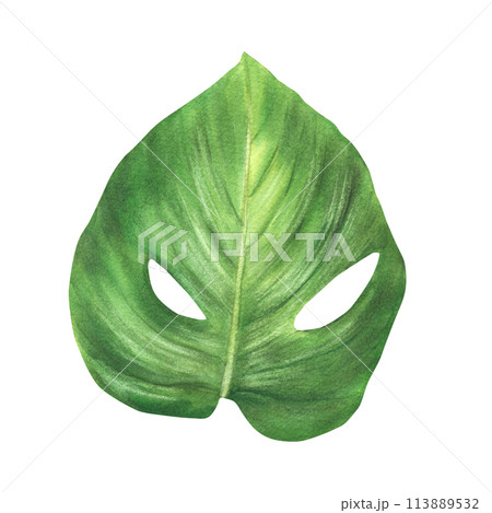 Tropical leaves, jungle plants. House plants leaf, exotic tropical foliage. Watercolor hand drawn illustration. Greenery home decor, urban jungle for sticker, card print. Isolated white background.  113889532