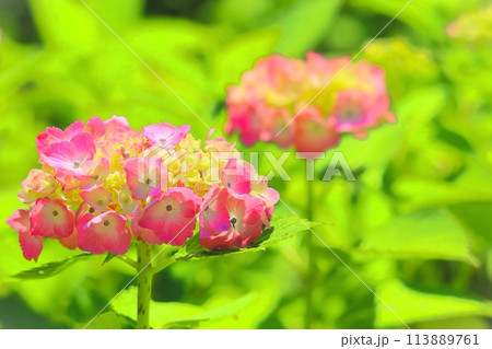 美しいピンクの紫陽花の花 113889761