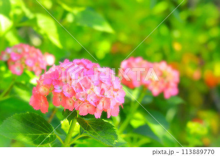 美しいピンクの紫陽花の花 美しいピンクの紫陽花の花 113889770