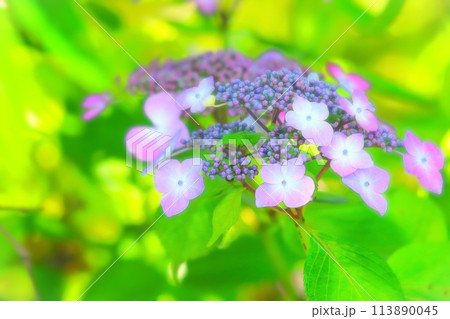 明るい日差しを受ける額紫陽花 明るい日差しを受ける額紫陽花 113890045