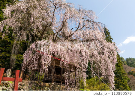 満開の浅井神明神社の枝垂桜 満開の浅井神明神社の枝垂桜 113890579
