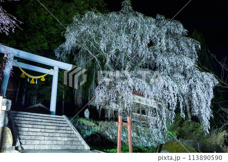 ライトアップされた浅井神明神社の枝垂桜 ライトアップされた浅井神明神社の枝垂桜 113890590