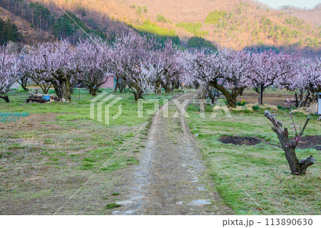あんずの畑【あんずの里】 あんずの畑【あんずの里】 113890630