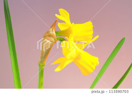 ミニラッパ水仙の花 113890703