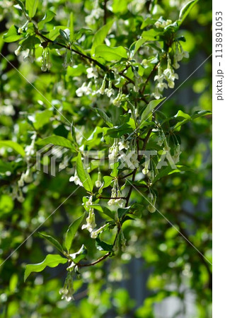 茱萸（胡頽子）の花 113891053