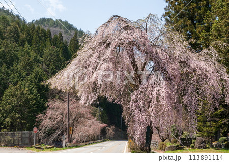 おかっぱ頭の薬師堂の枝垂桜 おかっぱ頭の薬師堂の枝垂桜 113891114
