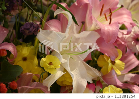 色とりどりの綺麗な花々 113891254