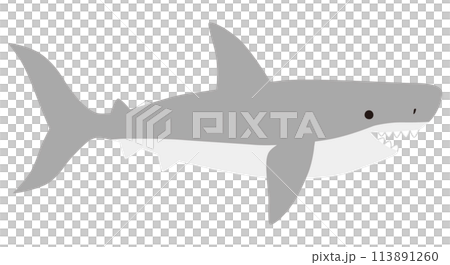 かわいいサメのベクターイラスト。鮫、アイコン、海、水族館、魚 113891260