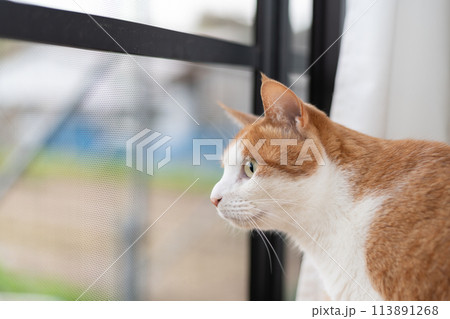 窓から外を眺める猫　茶トラ白 113891268