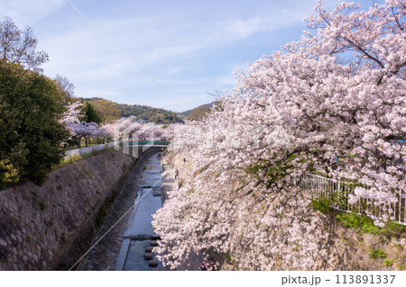 妙法寺川の桜並木 妙法寺川の桜並木 113891337