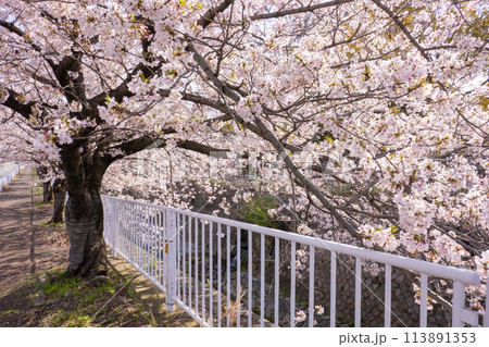 妙法寺川の桜並木 妙法寺川の桜並木 113891353