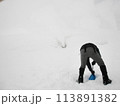 雪の中を彷徨う登山者 113891382
