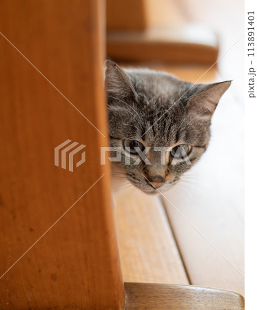 椅子の下からこちらを見つめる猫　シャムトラ猫 113891401