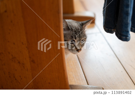 椅子の下からこちらを見つめる猫　シャムトラ猫 113891402