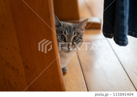 椅子の下からこちらを見つめる猫 シャムトラ猫 椅子の下からこちらを見つめる猫 シャムトラ猫 113891404