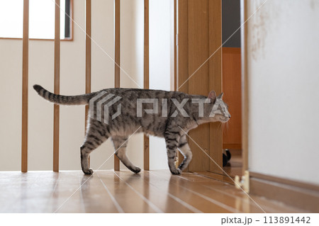 家の中を歩く猫 サバトラ猫 家の中を歩く猫 サバトラ猫 113891442