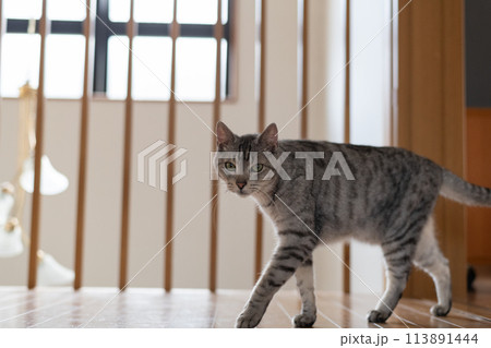 家の中を歩く猫 サバトラ猫 家の中を歩く猫 サバトラ猫 113891444