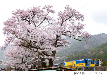 飛騨一之宮に咲く桜と列車 113891476