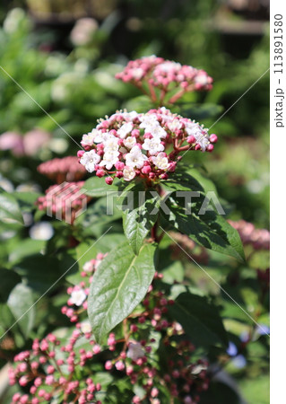 ビバーナムティヌスの白い集合花 113891580