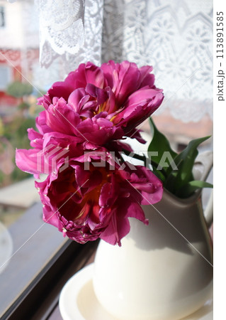 庭で咲いた八重咲きチューリップを生ける 113891585