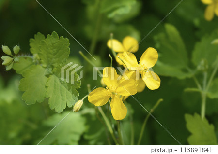 Greater celandine Greater celandine 113891841