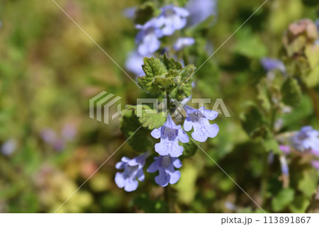 Ground ivy Ground ivy 113891867