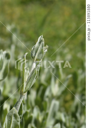 White Rose campion White Rose campion 113891880