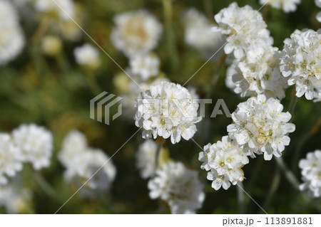 Sea Thrift Alba 113891881