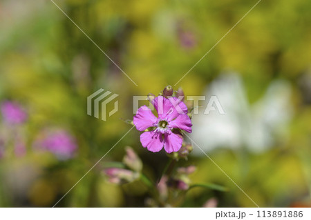 Sticky catchfly Sticky catchfly 113891886