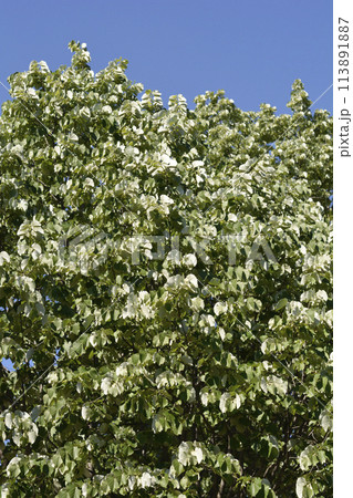 Silver lime Silver lime 113891887