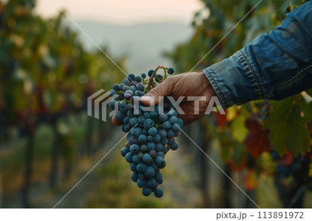 Hand picking fresh grapes in a vineyard at sunset Hand picking fresh grapes in a vineyard at sunset 113891972