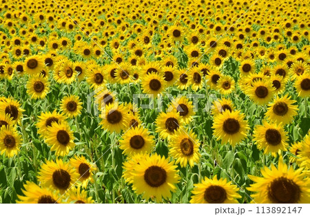 青空に映えるひまわり畑 113892147
