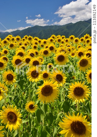 青空に映えるひまわり畑 113892149