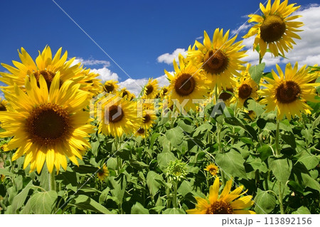 青空に映えるひまわり畑 青空に映えるひまわり畑 113892156