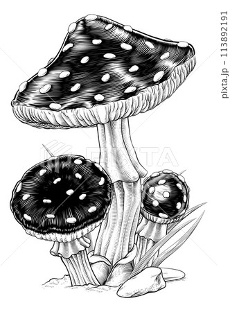 Mushrooms Toadstools Vintage Engraved Woodcut 113892191