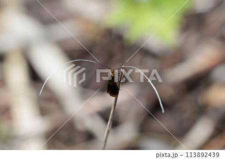 クロハネシロヒゲナガ 113892439