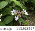 ヤマアジサイの花 113892597