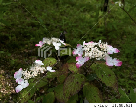 ヤマアジサイの花 113892611