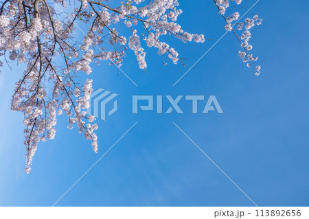 桜のある風景 桜のある風景 113892656