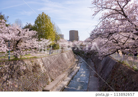 妙法寺川の桜並木 妙法寺川の桜並木 113892657