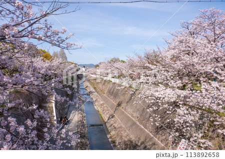 妙法寺川の桜並木 113892658