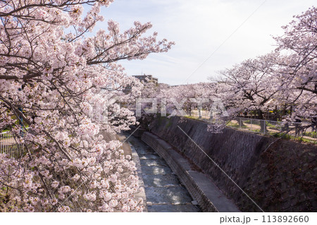 妙法寺川の桜並木 113892660