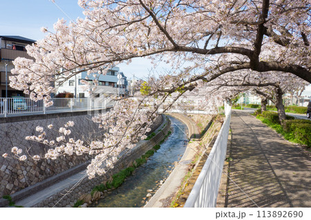 妙法寺川の桜並木 113892690