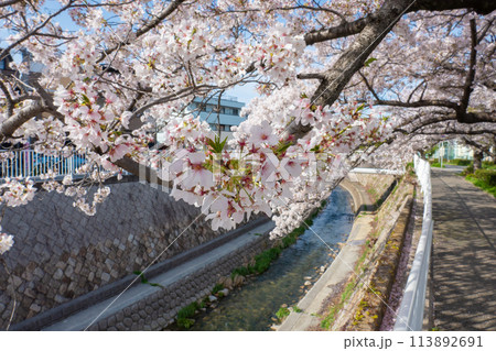 妙法寺川の桜並木 妙法寺川の桜並木 113892691