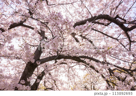 妙法寺川の桜並木 113892693